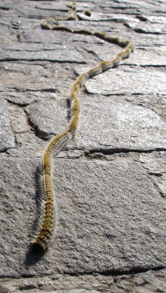 Cambio del clima - Fig.14 – La Processionaria (Thaumetopoea Pityocampa) in azione – Atene (Spagna) – Foto: Jürgen Appel – Fonte: Wikipedia