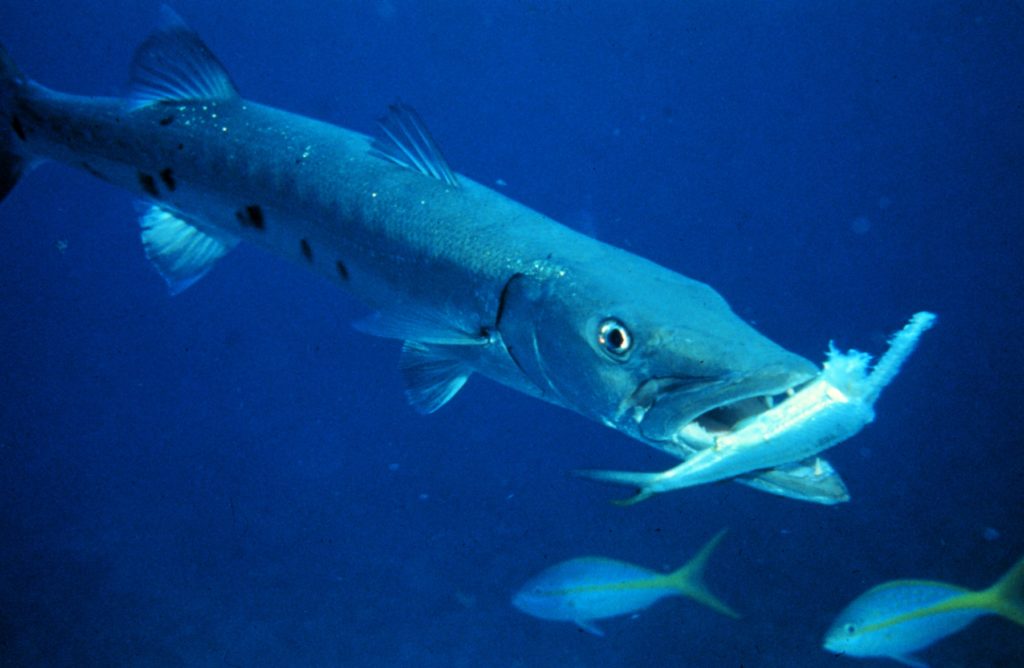 Fig.18 – Grande barracuda (Sphyraena barracuda) in fase di cattura di una preda – Foto: Florida Keys National Marine Sanctuary Staff – Fonte: Wikipedia