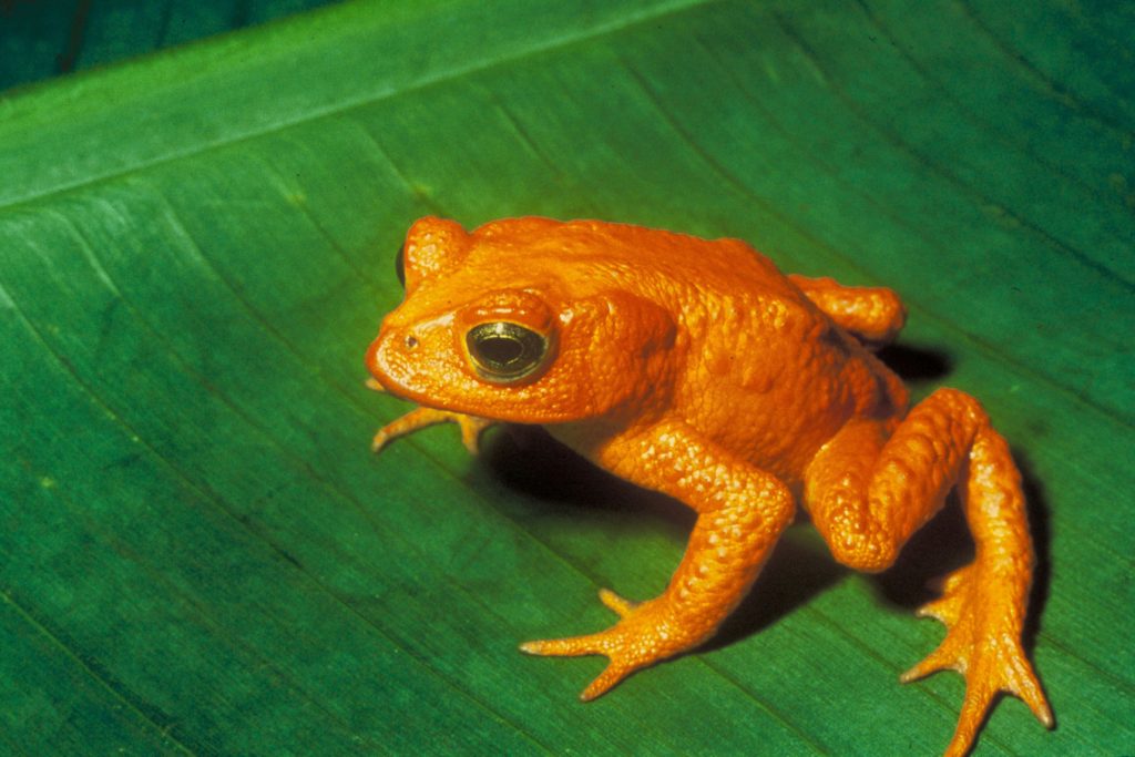 Cambio del clima - Fig.15 – Il rospo dorato (Bufo periglenes) estinto nel 1989 – Foto: Charles H. Smith – Fonte: US Fishery and Wildlife Service