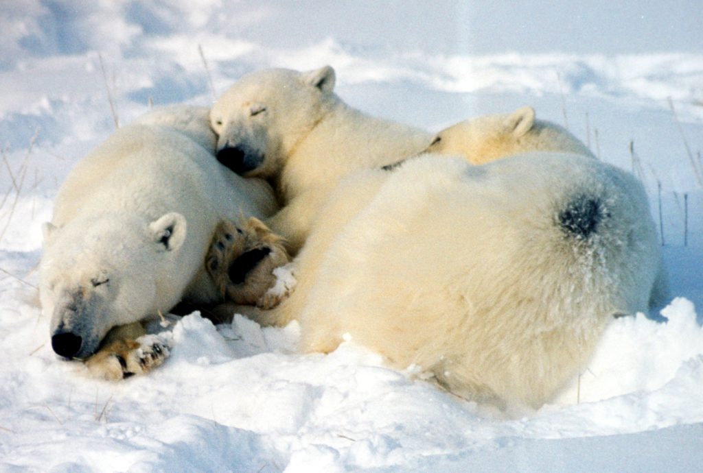 Fig.17 – Madre e cuccioli di orso bianco polare (Ursus maritimus) – Churchill Manitoba, Hudson Bay (Canada) – Foto: Mila Zinkova – Fonte: Wikipedia