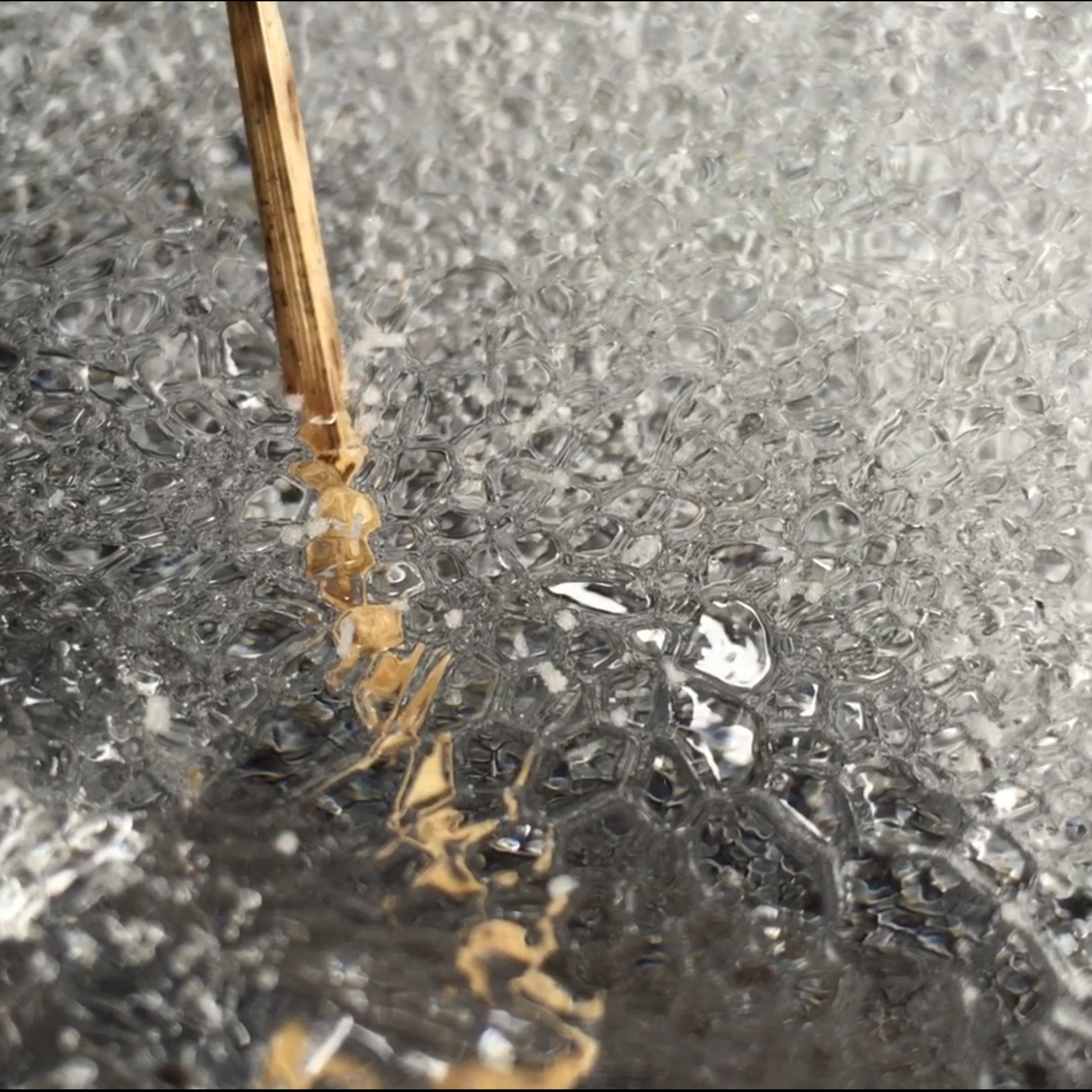 n-ICE video web cover